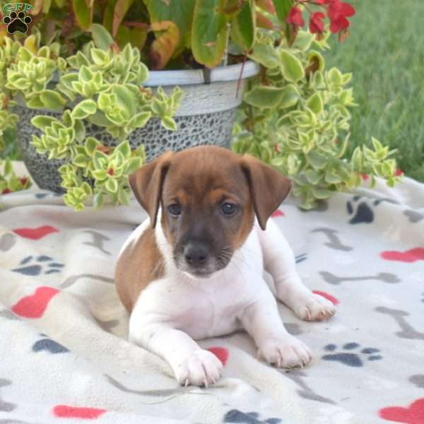 Dill, Jack Russell Terrier Puppy