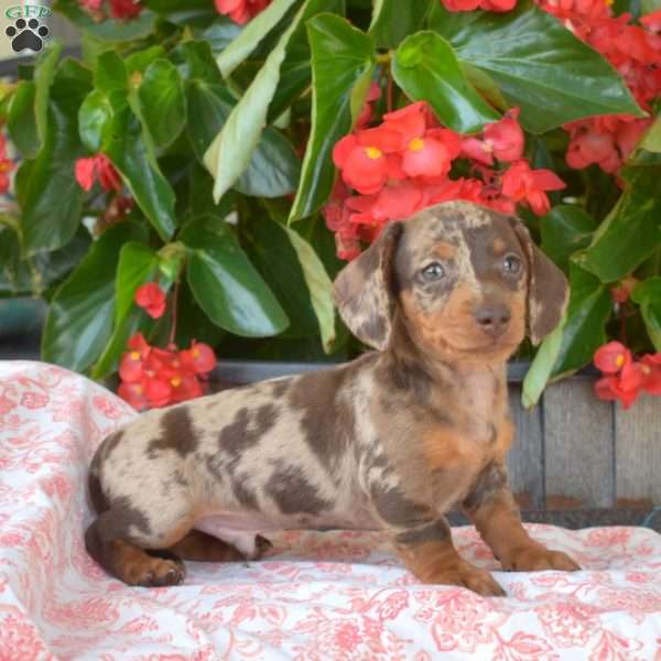 Dipper-Mini, Dachshund Puppy