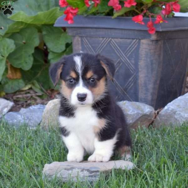 Diva, Pembroke Welsh Corgi Puppy