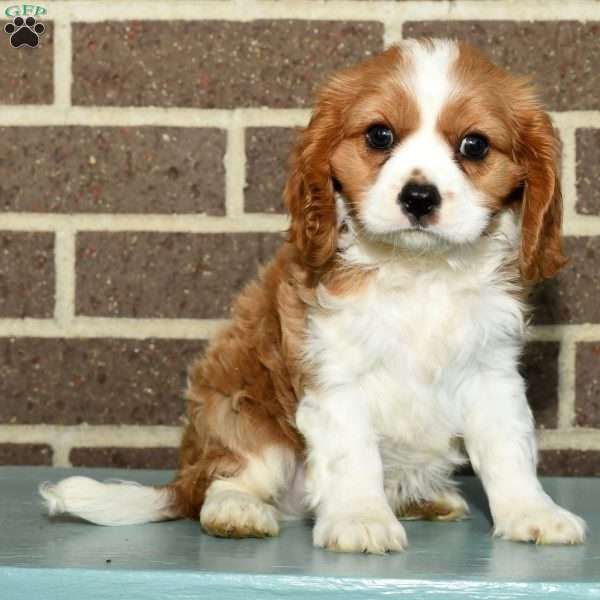 Dixin, Cavalier King Charles Spaniel Puppy