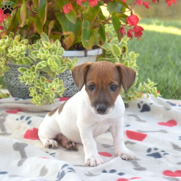 Dolly, Jack Russell Terrier Puppy