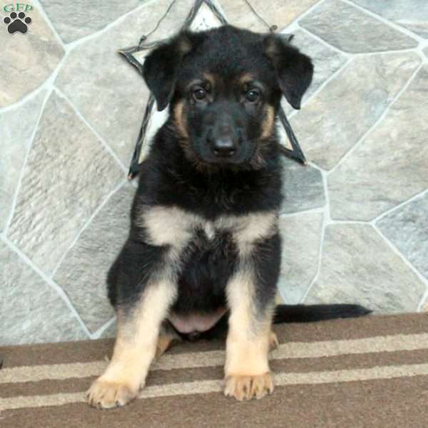 Dolly, German Shepherd Puppy