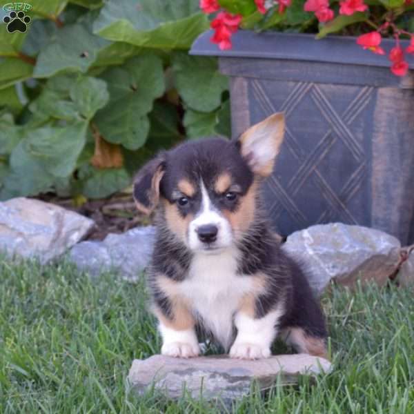 Dolly, Pembroke Welsh Corgi Puppy