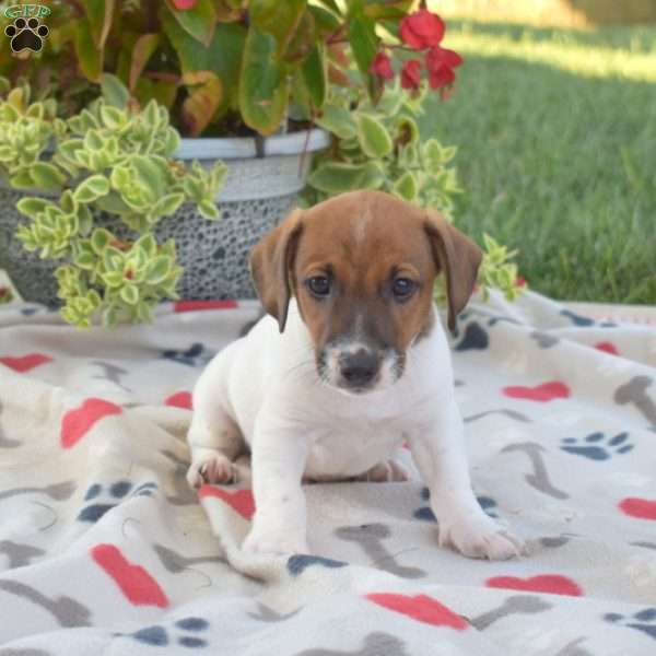 Domino, Jack Russell Terrier Puppy