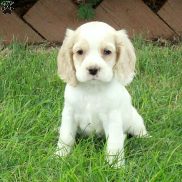 Domino, Cocker Spaniel Puppy