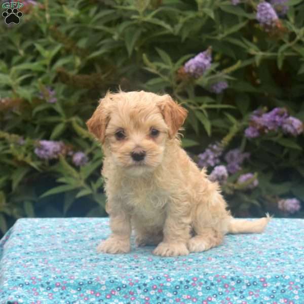 Donald, Maltipoo Puppy