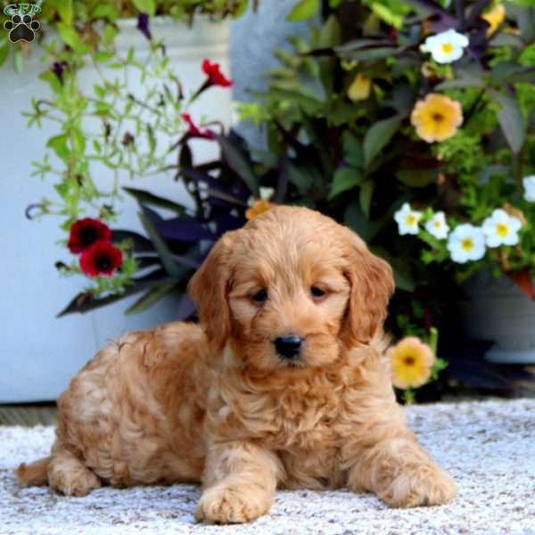 Donna – F1B, Mini Goldendoodle Puppy