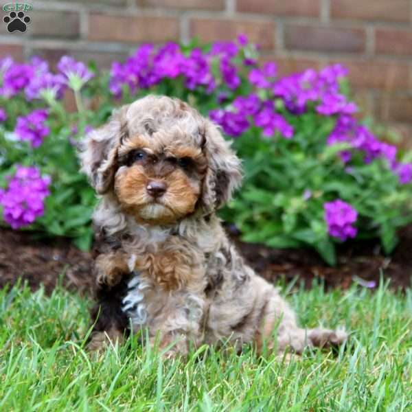 Donna, Cockapoo Puppy