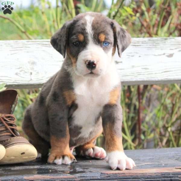 Donner, English Bulldog Mix Puppy