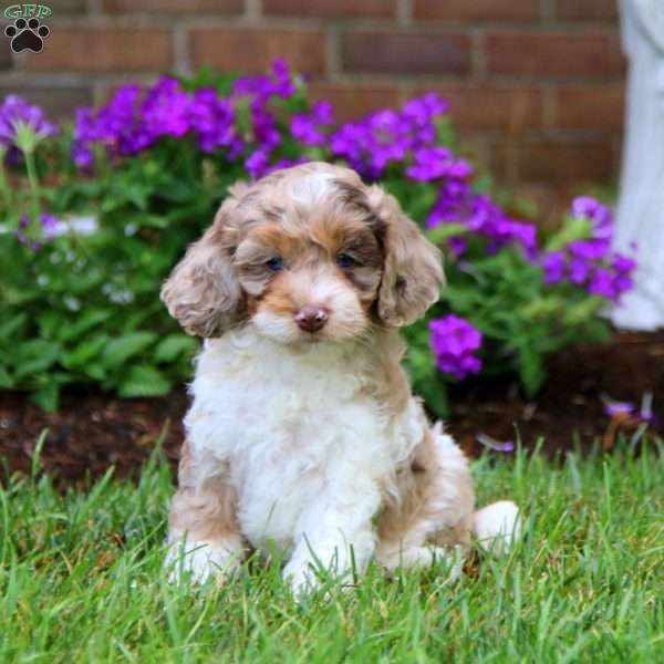 Donnie, Cockapoo Puppy