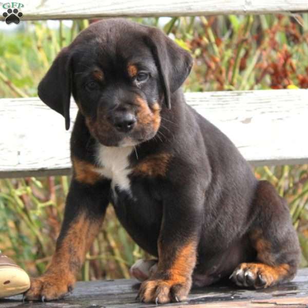 Donny, English Bulldog Mix Puppy