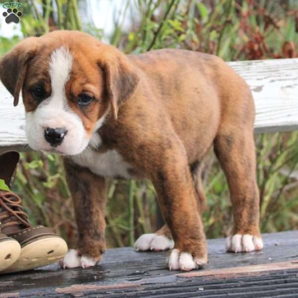 Dora, English Bulldog Mix Puppy