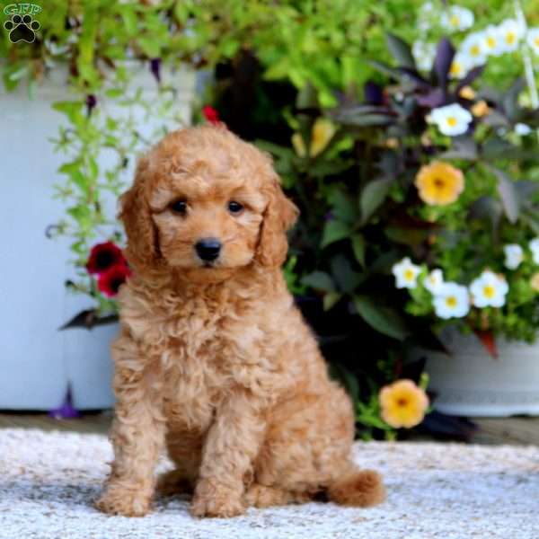 Dora – F1B, Mini Goldendoodle Puppy