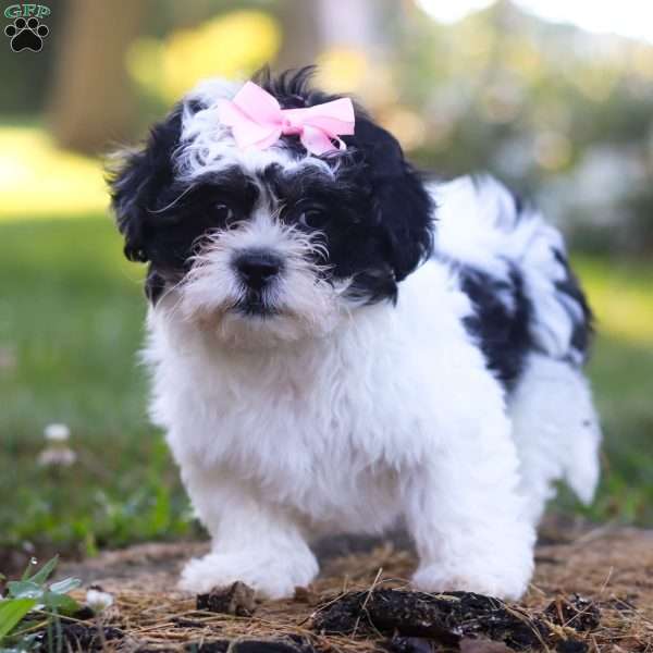 Dove, Teddy Bear Puppy