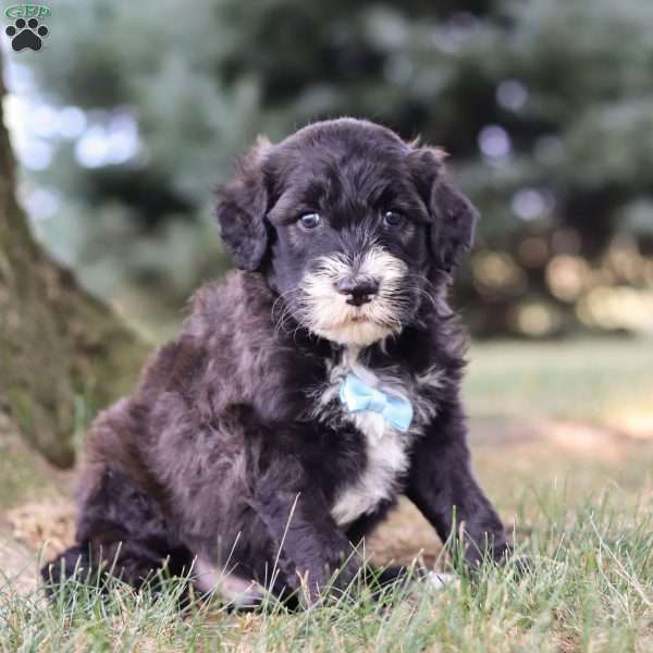 Dozer, Sheepadoodle Puppy