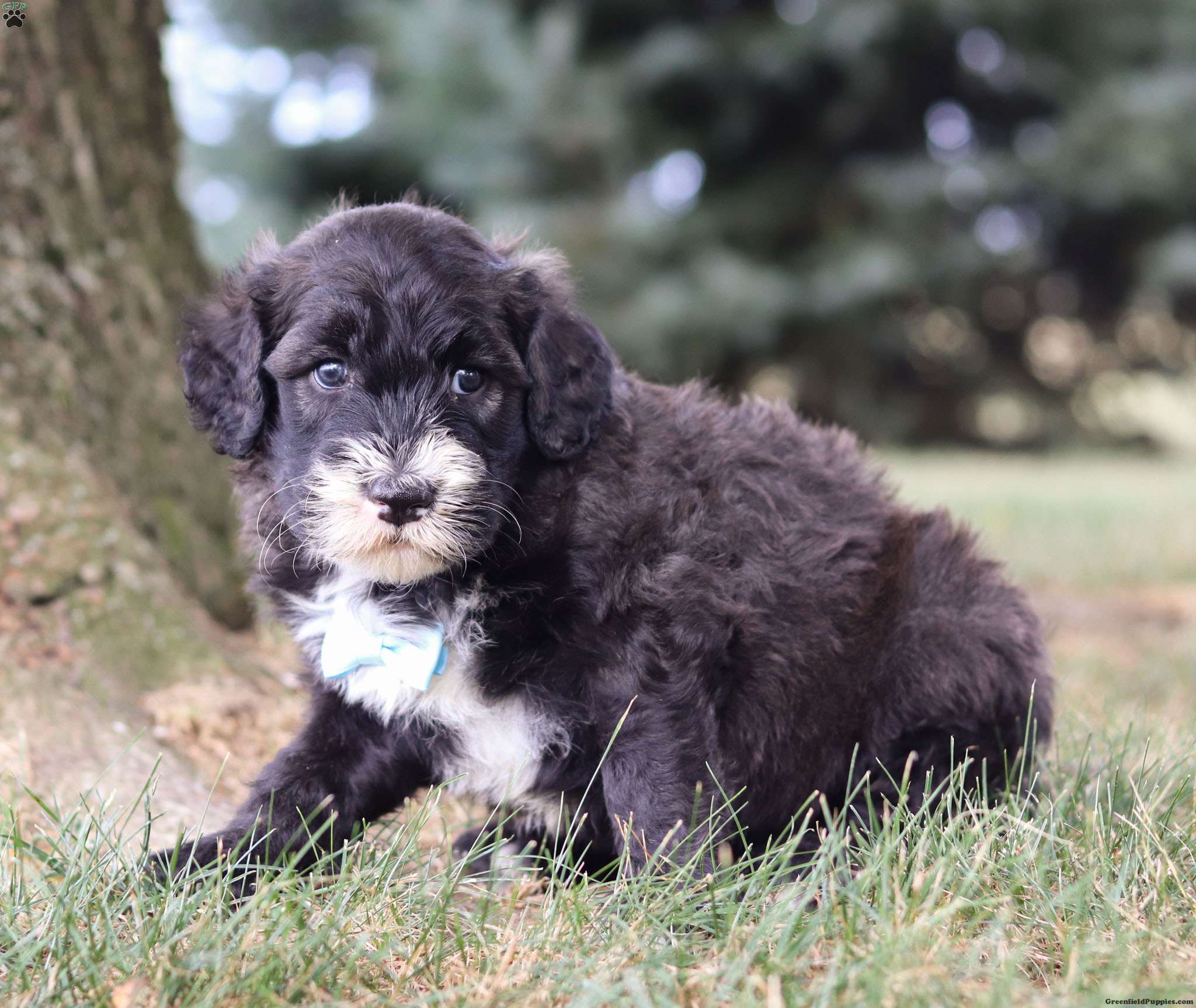 Dozer - Sheepadoodle Puppy For Sale in Ohio