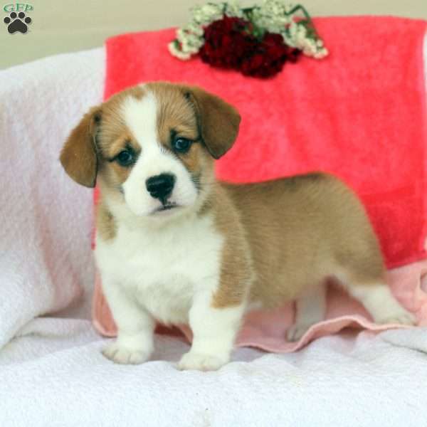 Drew, Pembroke Welsh Corgi Puppy