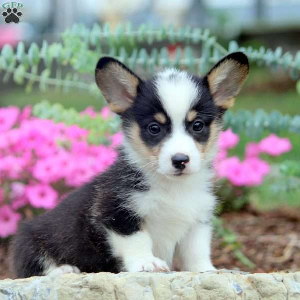 Drew, Pembroke Welsh Corgi Puppy