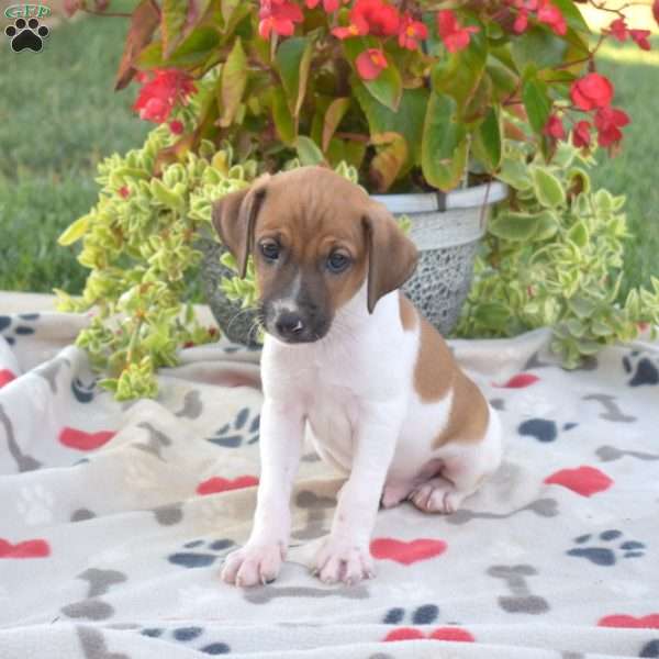 Drummer, Jack Russell Terrier Puppy