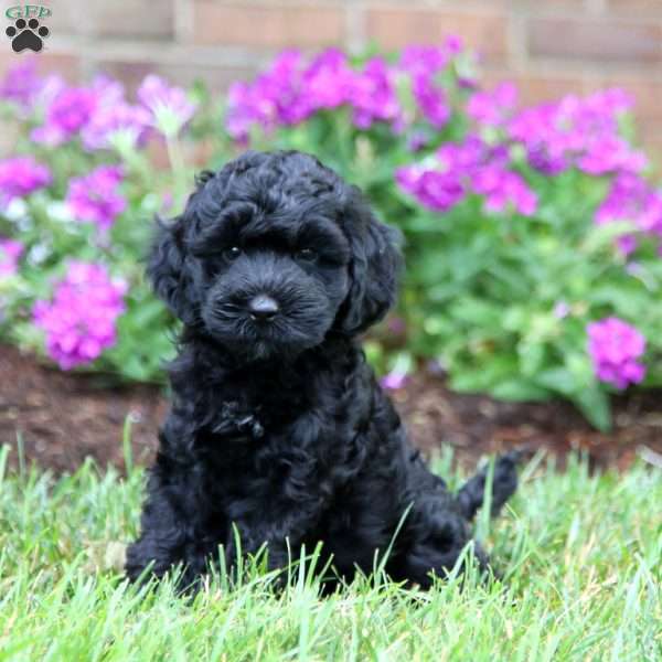 Duff, Cockapoo Puppy