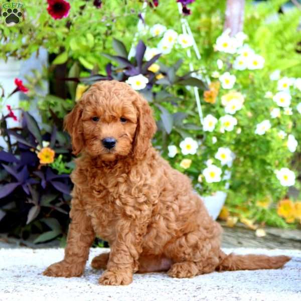 Duff – F1B, Mini Goldendoodle Puppy