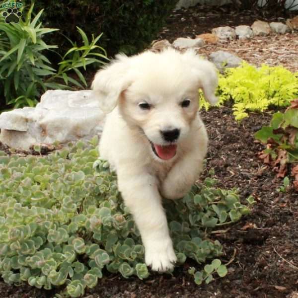 Dune, English Cream Golden Retriever Puppy