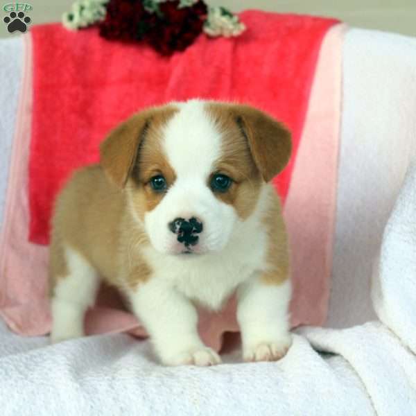 Dustin, Pembroke Welsh Corgi Puppy