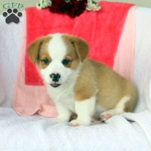 Dustin, Pembroke Welsh Corgi Puppy