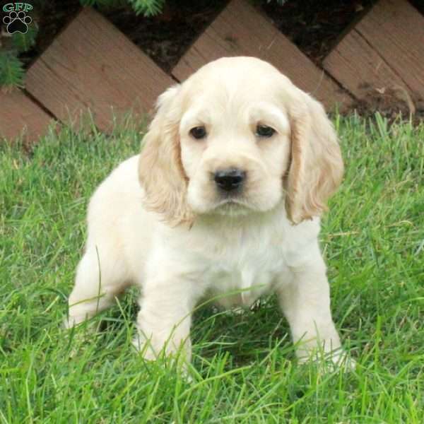 Dusty, Cocker Spaniel Puppy