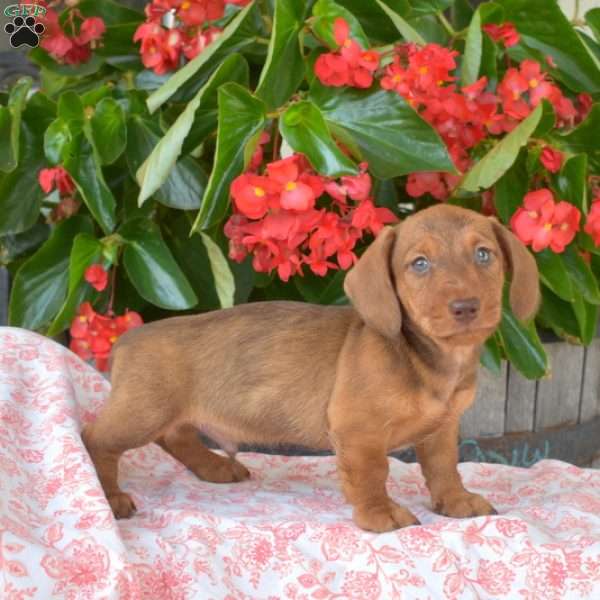 Dusty-Mini, Dachshund Puppy