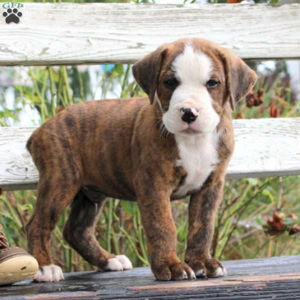 Dwayne, English Bulldog Mix Puppy