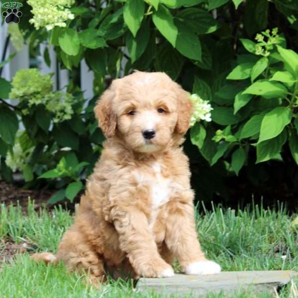 Dylan, Mini Goldendoodle Puppy