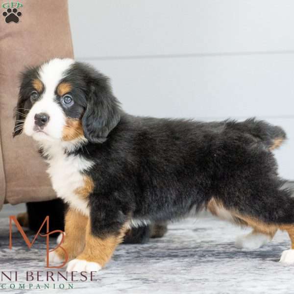 Kip, Miniature Bernese Mountain Dog Puppy