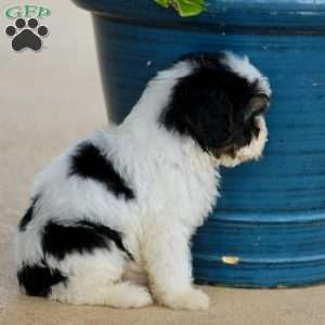 Wayne, Cavapoo Puppy