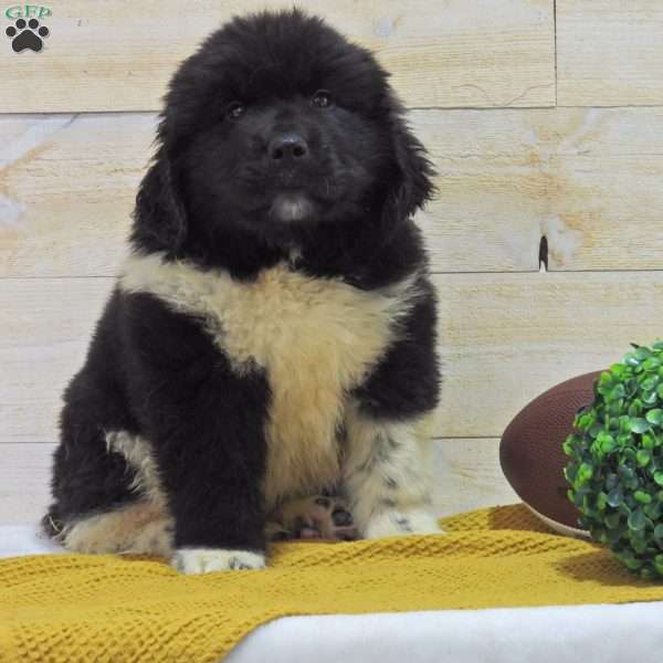 Bear, Newfoundland Puppy