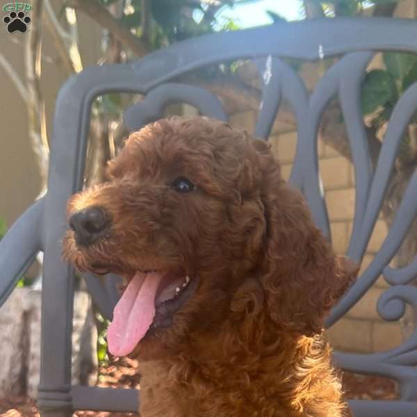 Canelito, Labradoodle Puppy