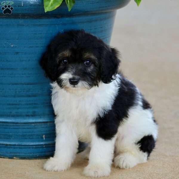 Wiley, Cavapoo Puppy