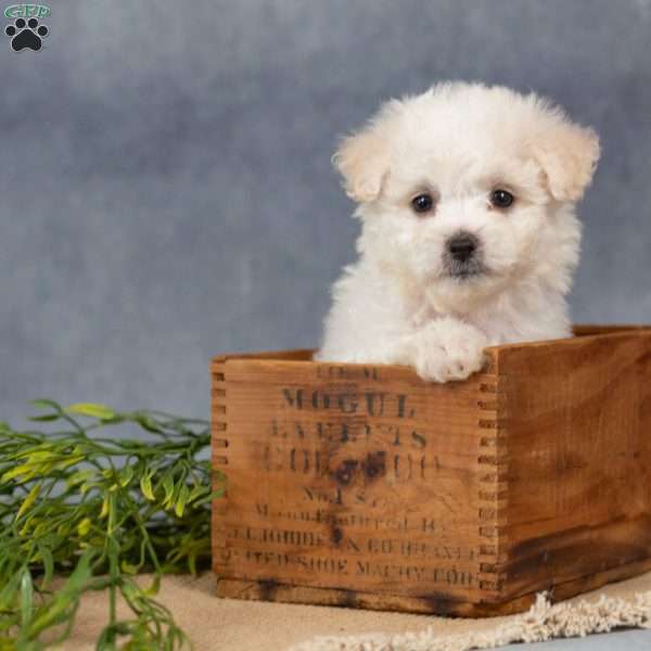 Scarlett, Bichon Frise Puppy