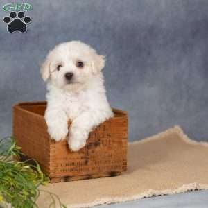 Sunkiss, Bichon Frise Puppy