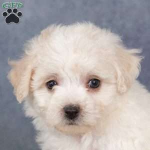 Sunkiss, Bichon Frise Puppy