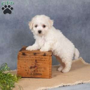 Sunkiss, Bichon Frise Puppy