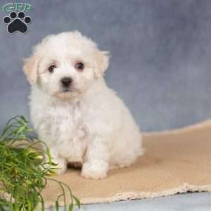 Sunkiss, Bichon Frise Puppy