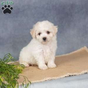 Sunkiss, Bichon Frise Puppy