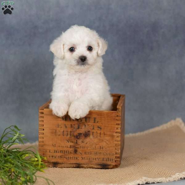 Summer, Bichon Frise Puppy