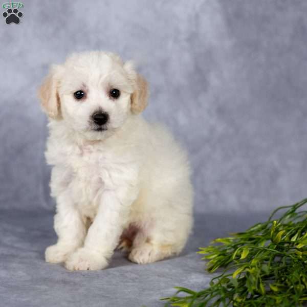 Destiny, Bichon Frise Puppy