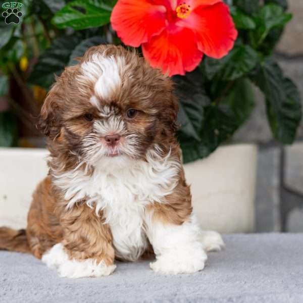 Wyley, Shih Tzu Puppy