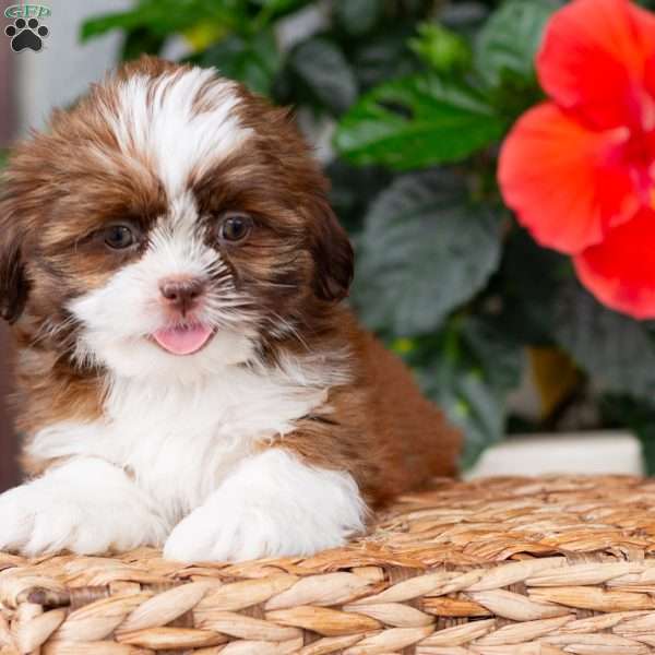 Willow, Shih Tzu Puppy