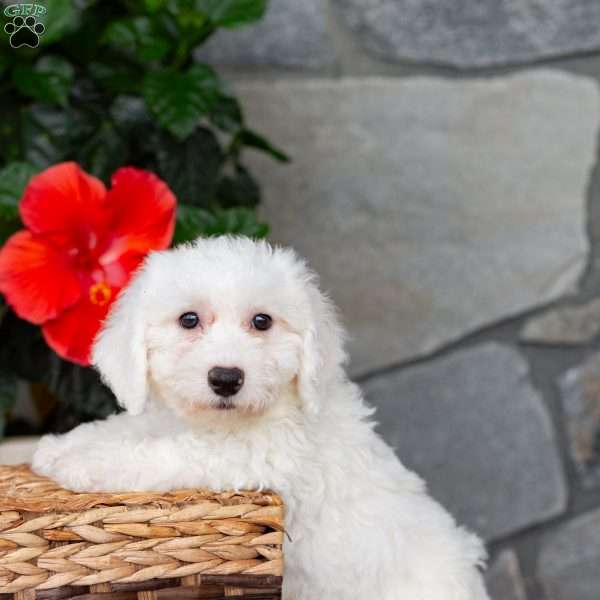 Silly, Bichon Frise Puppy