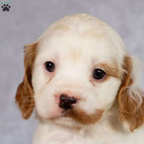 Ransom, Cavapoo Puppy