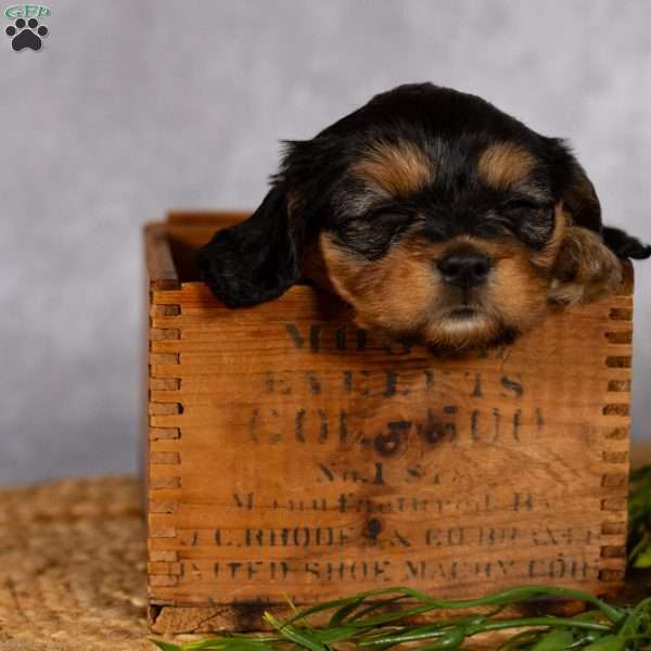 Roxie, Cavapoo Puppy